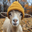 goatwifhat