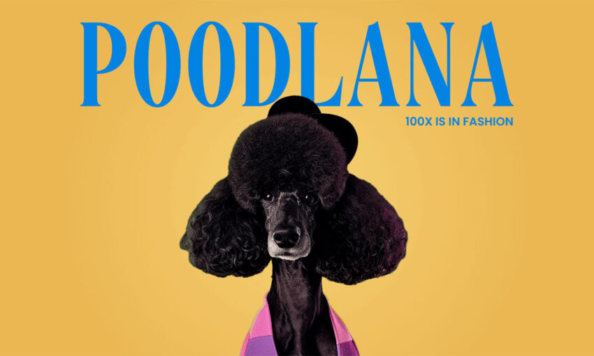 Poodlana ได้รับความนิยมในเอเชีย: ความตื่นเต้นเพิ่มขึ้นเรื่อยๆ สำหรับการเปิดตัว